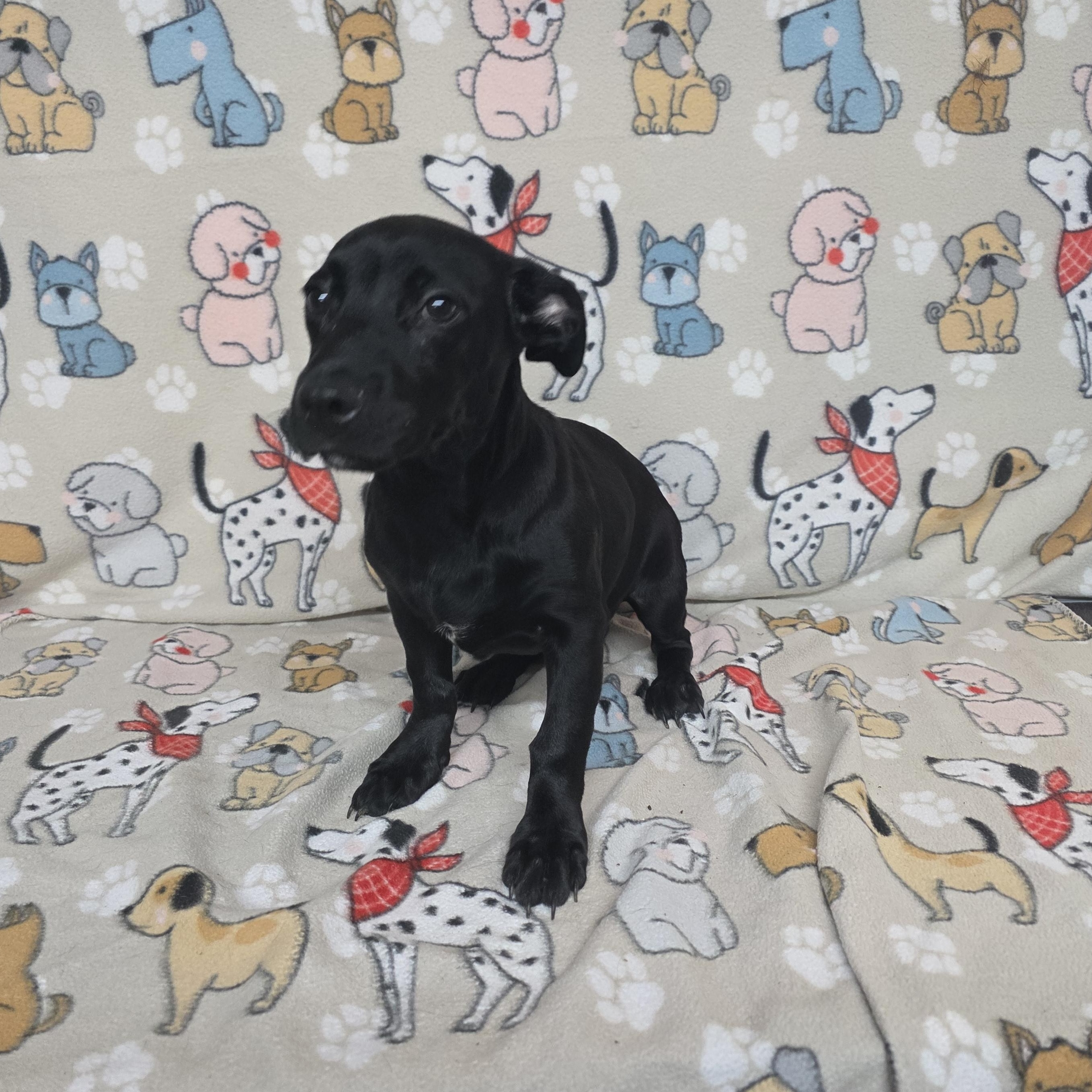 Jackson, a ADOPTABLE mixed breed in Dallas, GA image 3/5