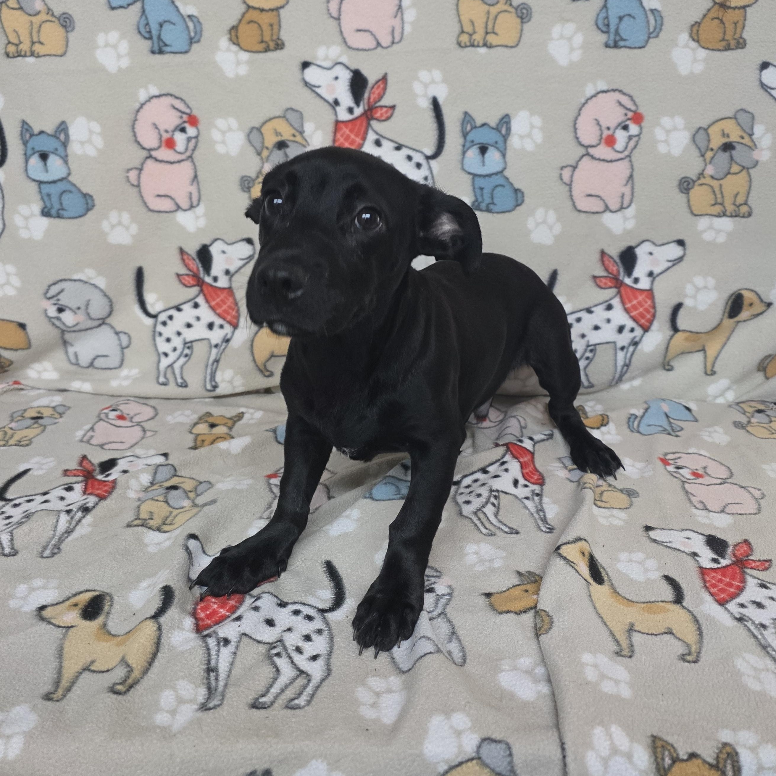 Jackson, a ADOPTABLE mixed breed in Dallas, GA image 2/5
