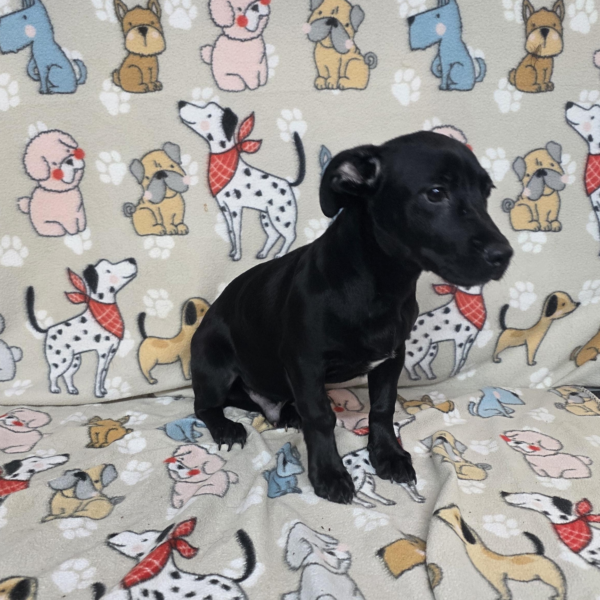 Jackson, a ADOPTABLE mixed breed in Dallas, GA image 5/5