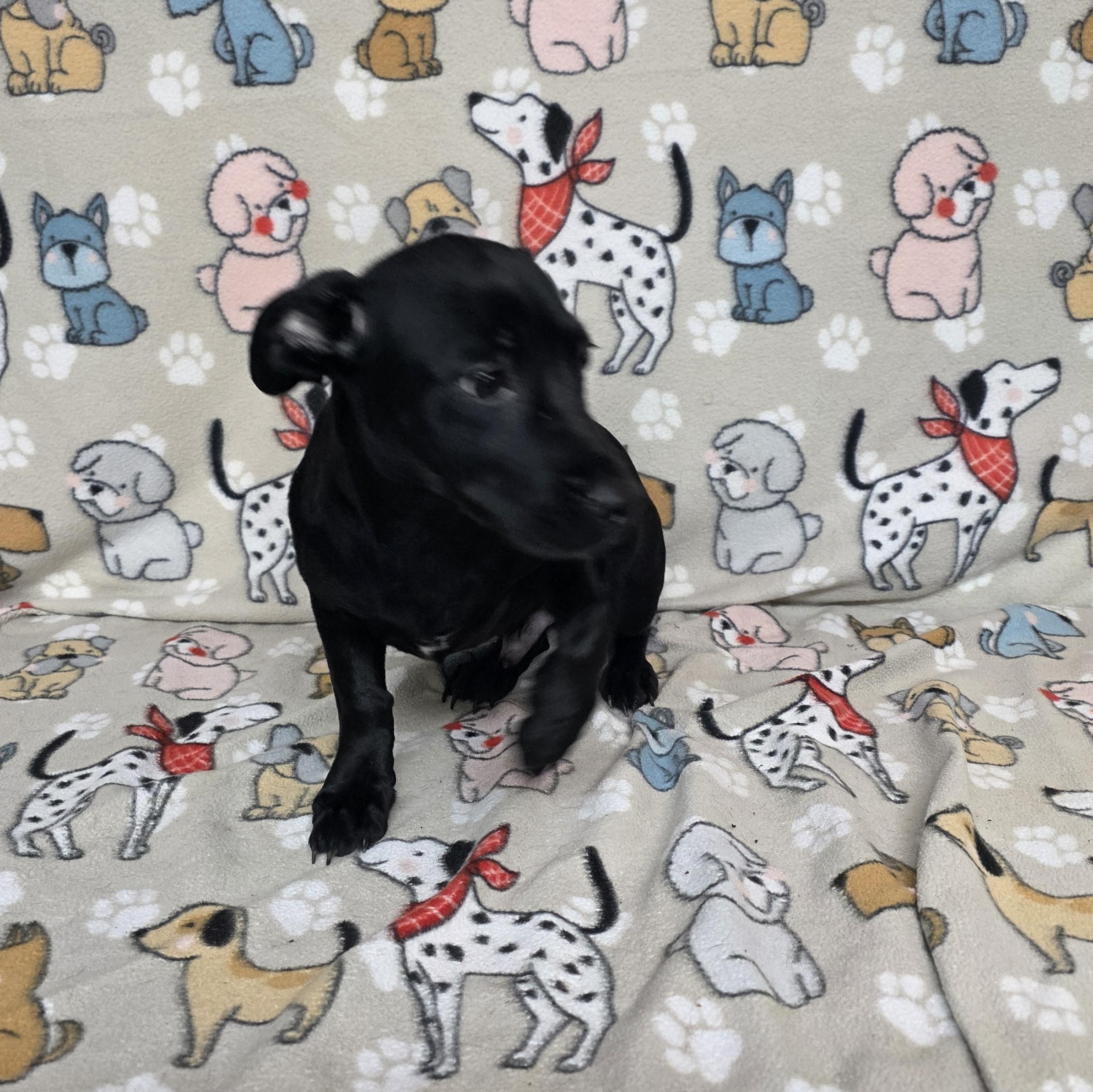 Jackson, a ADOPTABLE mixed breed in Dallas, GA image 4/5