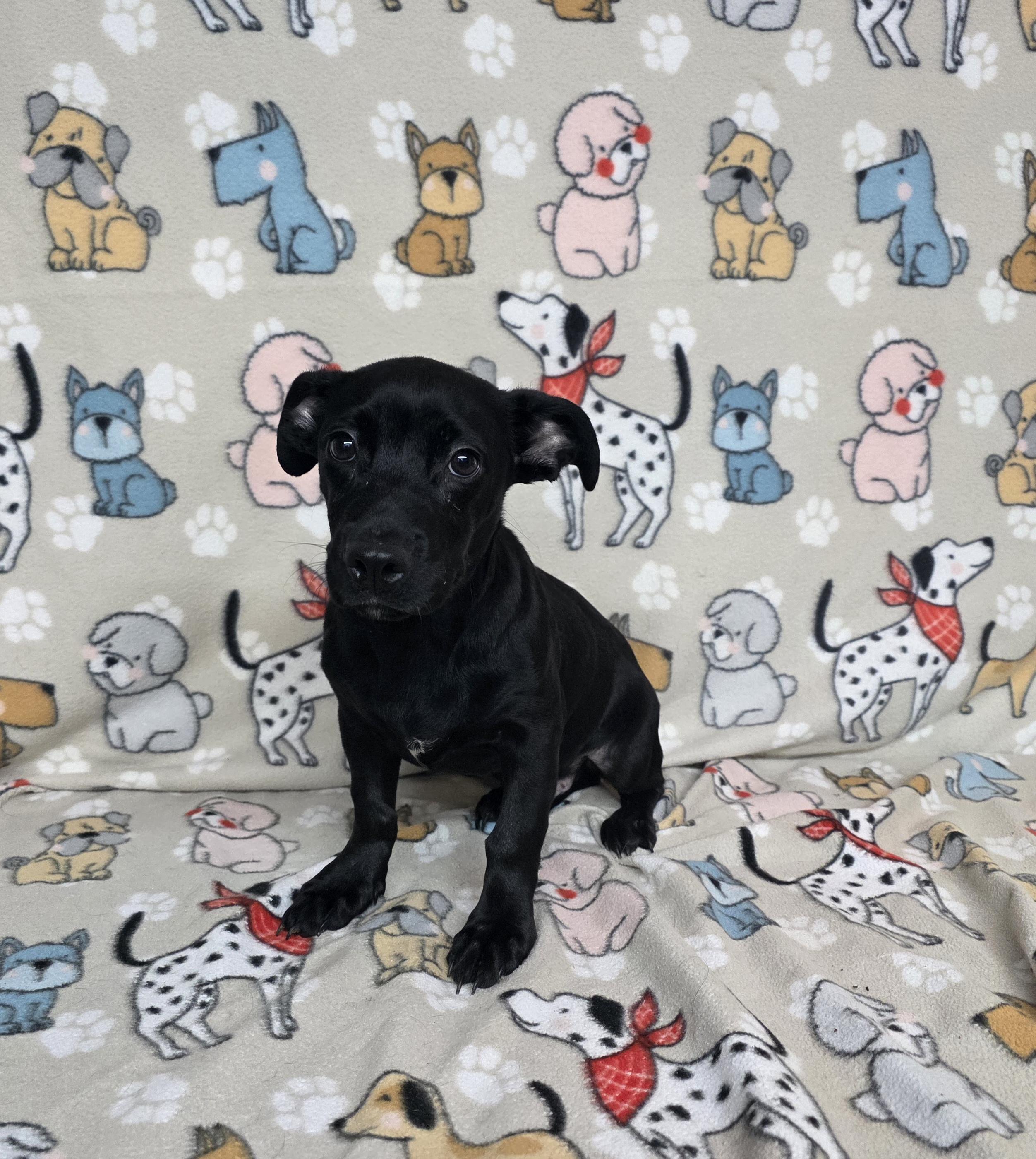 Jackson, ADOPTABLE, Adult Male Chihuahua & Jack Russell Terrier.