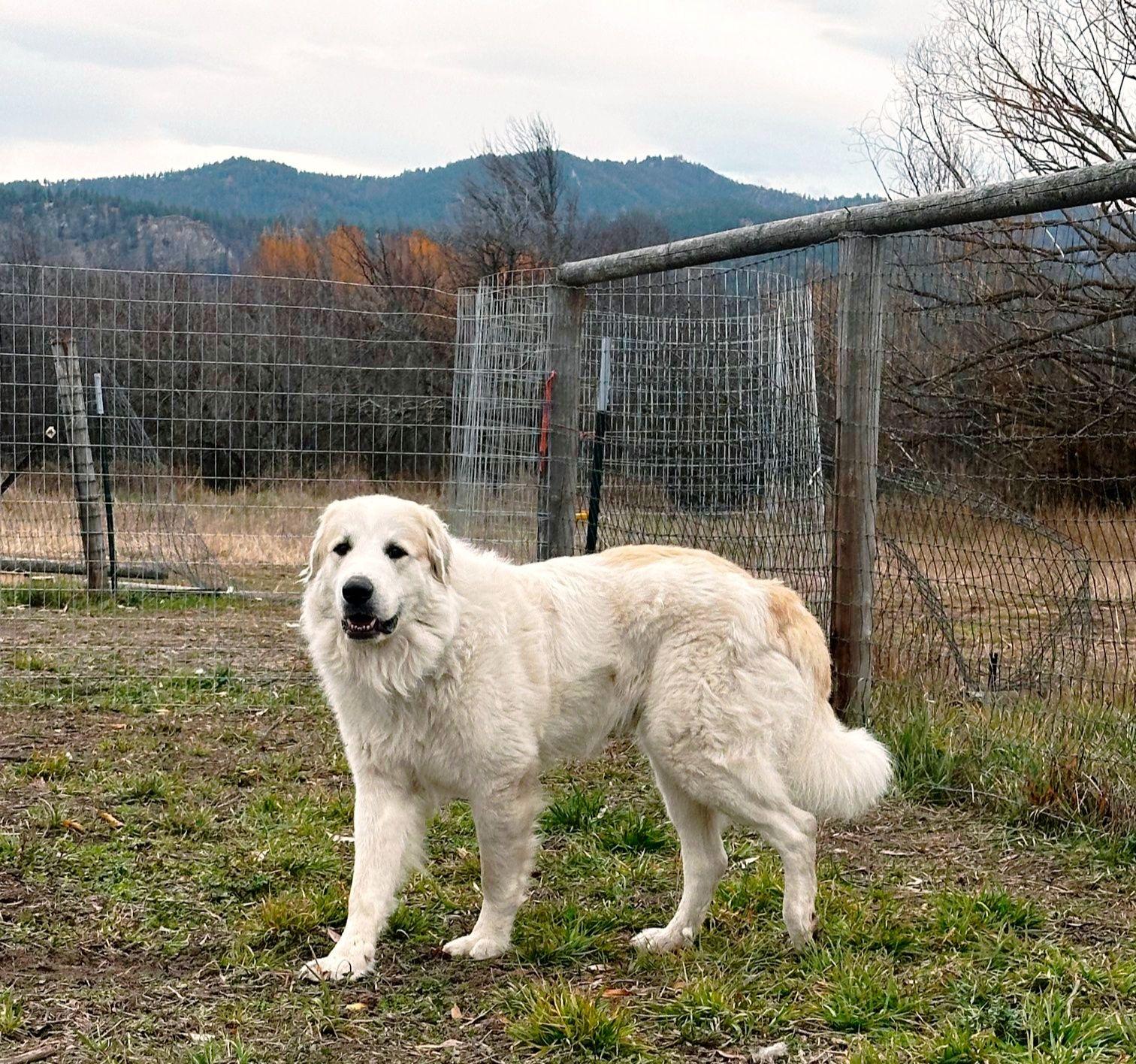 Duke 2.0, Adopted, Adult Male Great Pyrenees.