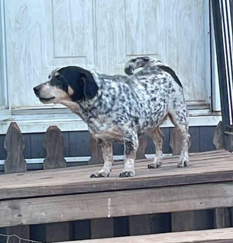 Enlarge Nellie, a Adoptable mixed breed image 1/2