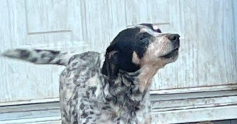 Enlarge Nellie, a Adoptable mixed breed image 2/2