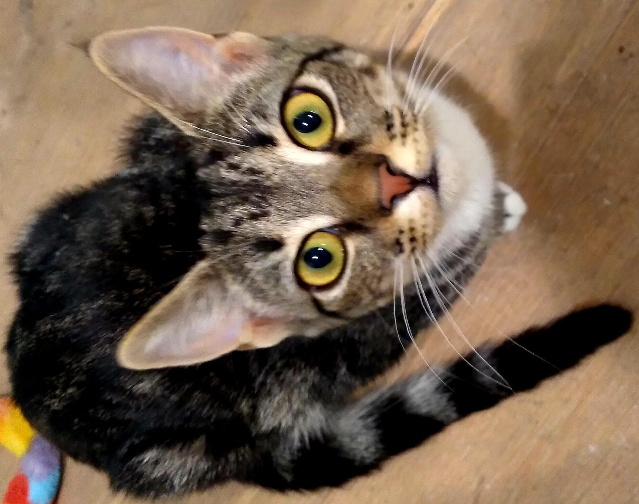 Enlarge Nolan & Zibby, a ADOPTABLE Domestic Short Hair in San Diego, CA image 3/3