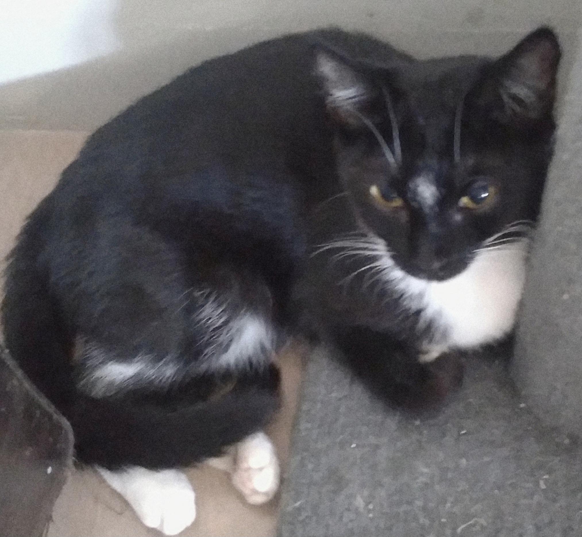 Enlarge Nolan & Zibby, a ADOPTABLE Domestic Short Hair in San Diego, CA image 2/3