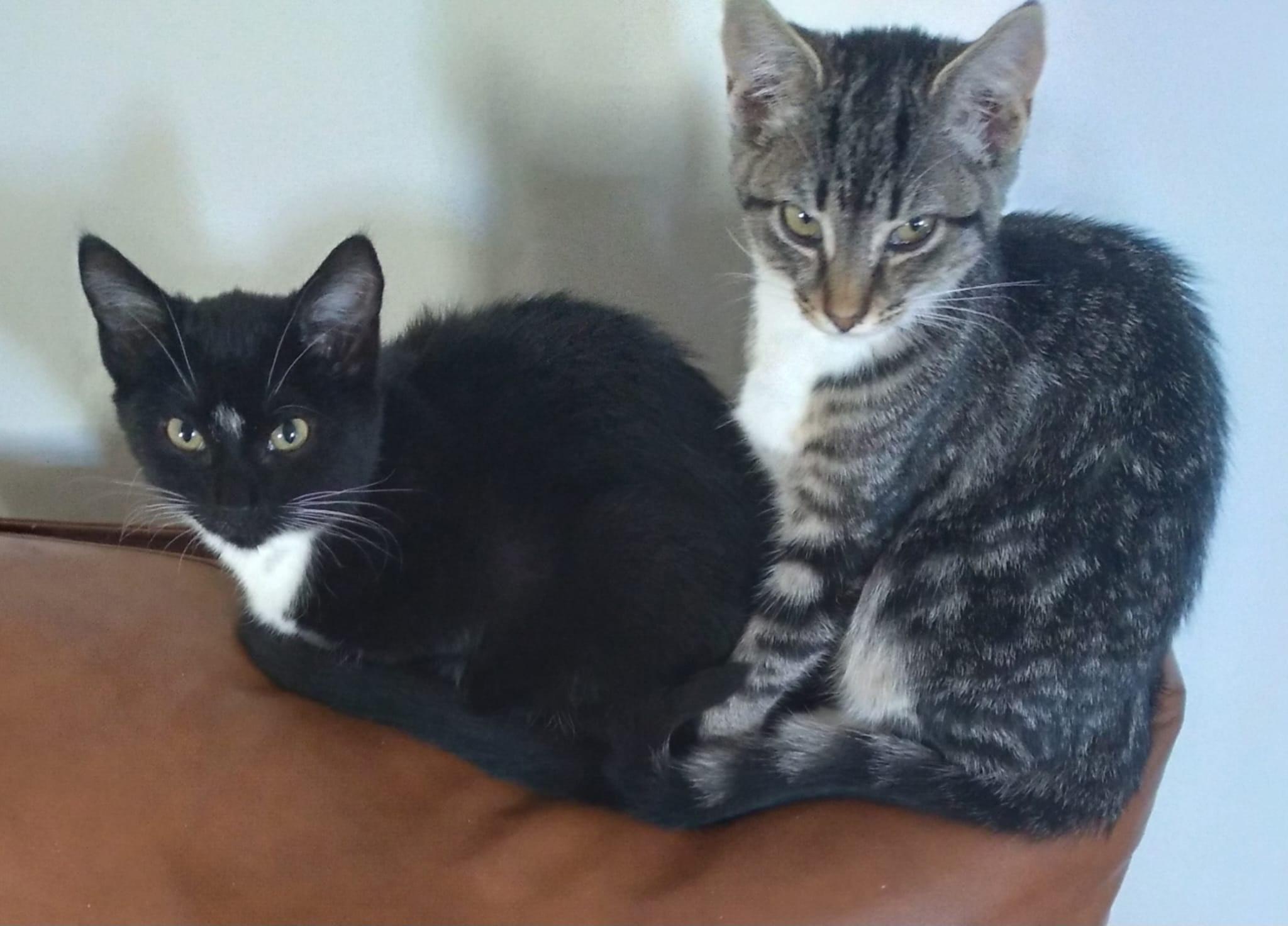 Enlarge Nolan & Zibby, a ADOPTABLE Domestic Short Hair in San Diego, CA image 1/3