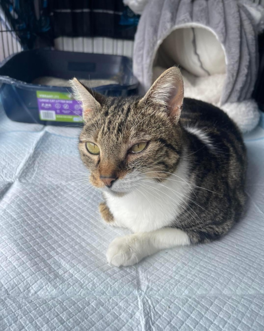 Enlarge Dani *forever foster eligible*, a Adoptable Tabby in Maitland, FL image 1/4