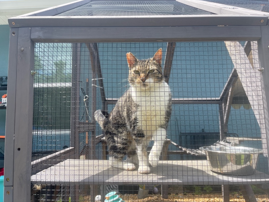 Enlarge Dani *forever foster eligible*, a Adoptable Tabby in Maitland, FL image 2/4