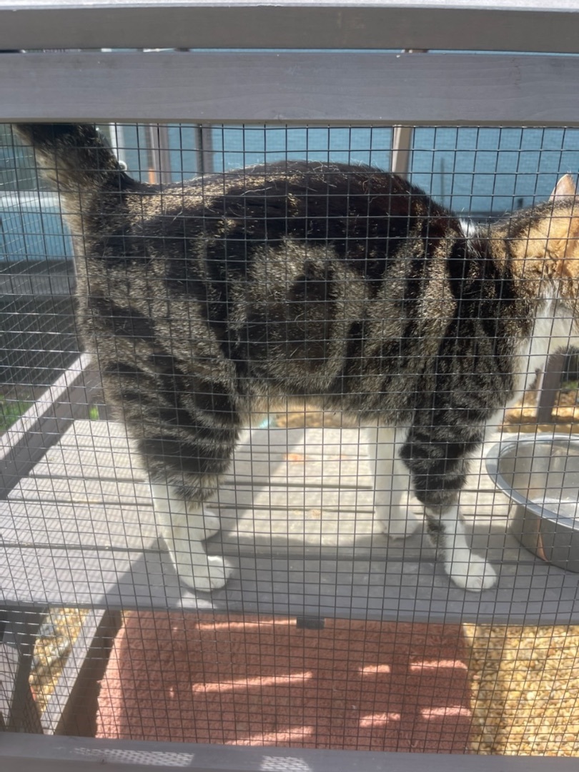 Enlarge Dani *forever foster eligible*, a Adoptable Tabby in Maitland, FL image 3/4