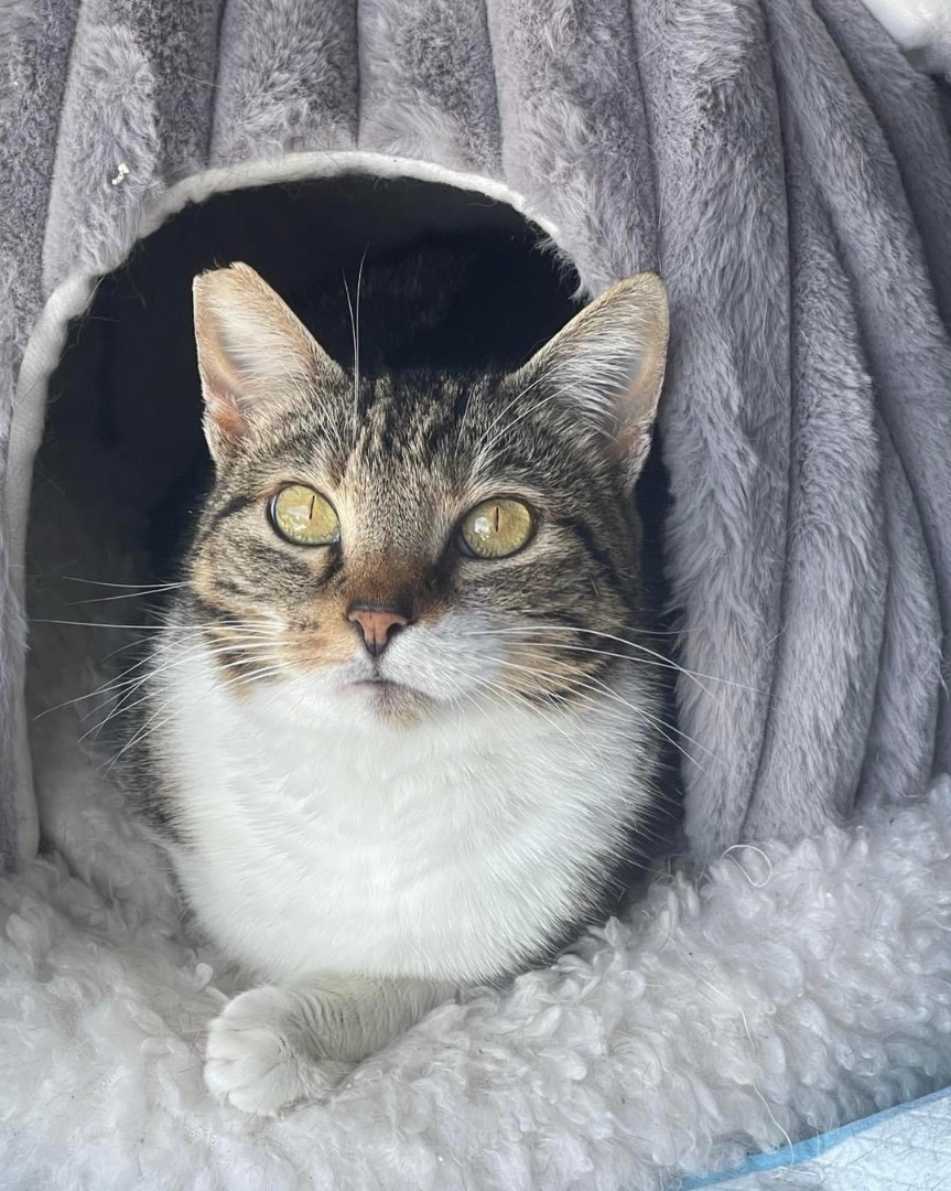 Enlarge Dani *forever foster eligible*, a Adoptable Tabby in Maitland, FL image 4/4