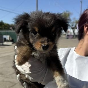 Steve, Adopted, Puppy Male Australian Shepherd.