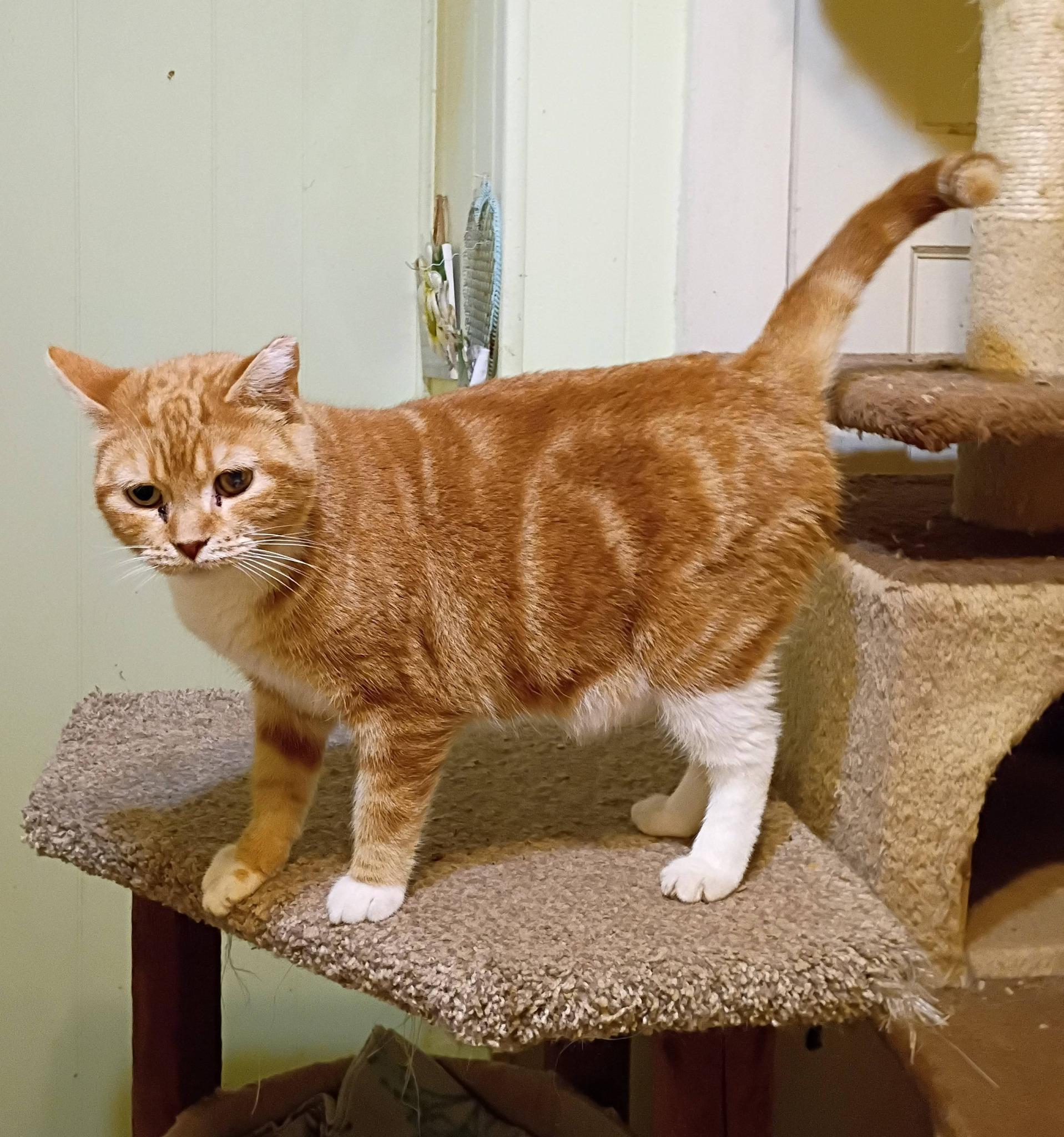 Mommas - gentle & loving, ADOPTABLE, Adult Female Domestic Short Hair.