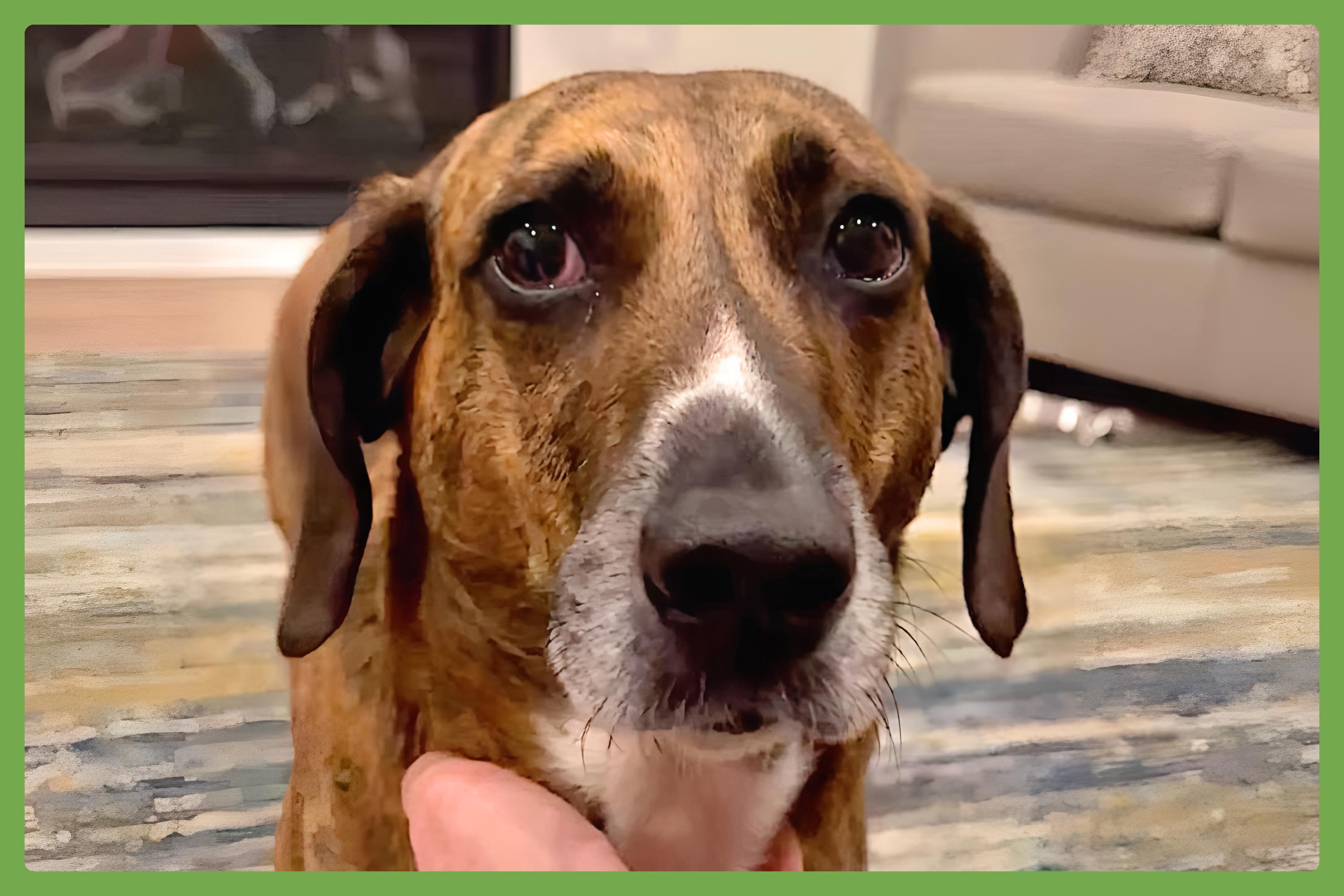 Biscuit, Senior Female unknown