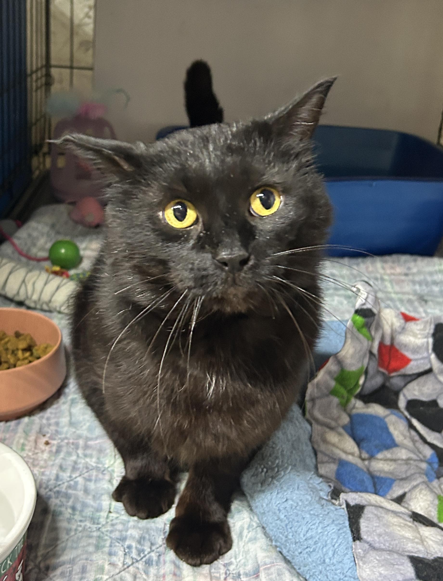 Enlarge Oliver, a ADOPTABLE Domestic Short Hair in Avon, OH image 2/5