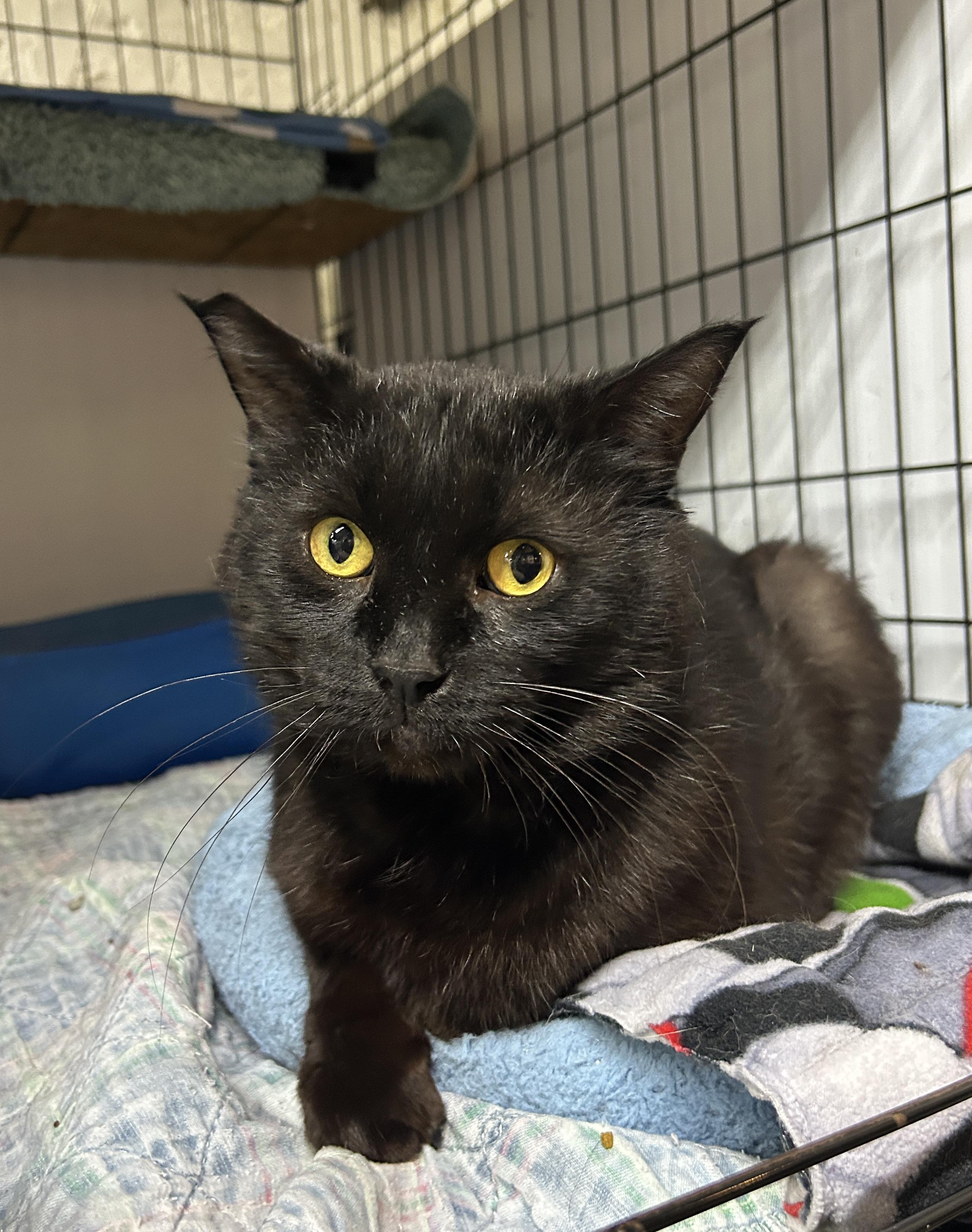 Enlarge Oliver, a ADOPTABLE Domestic Short Hair in Avon, OH image 5/5