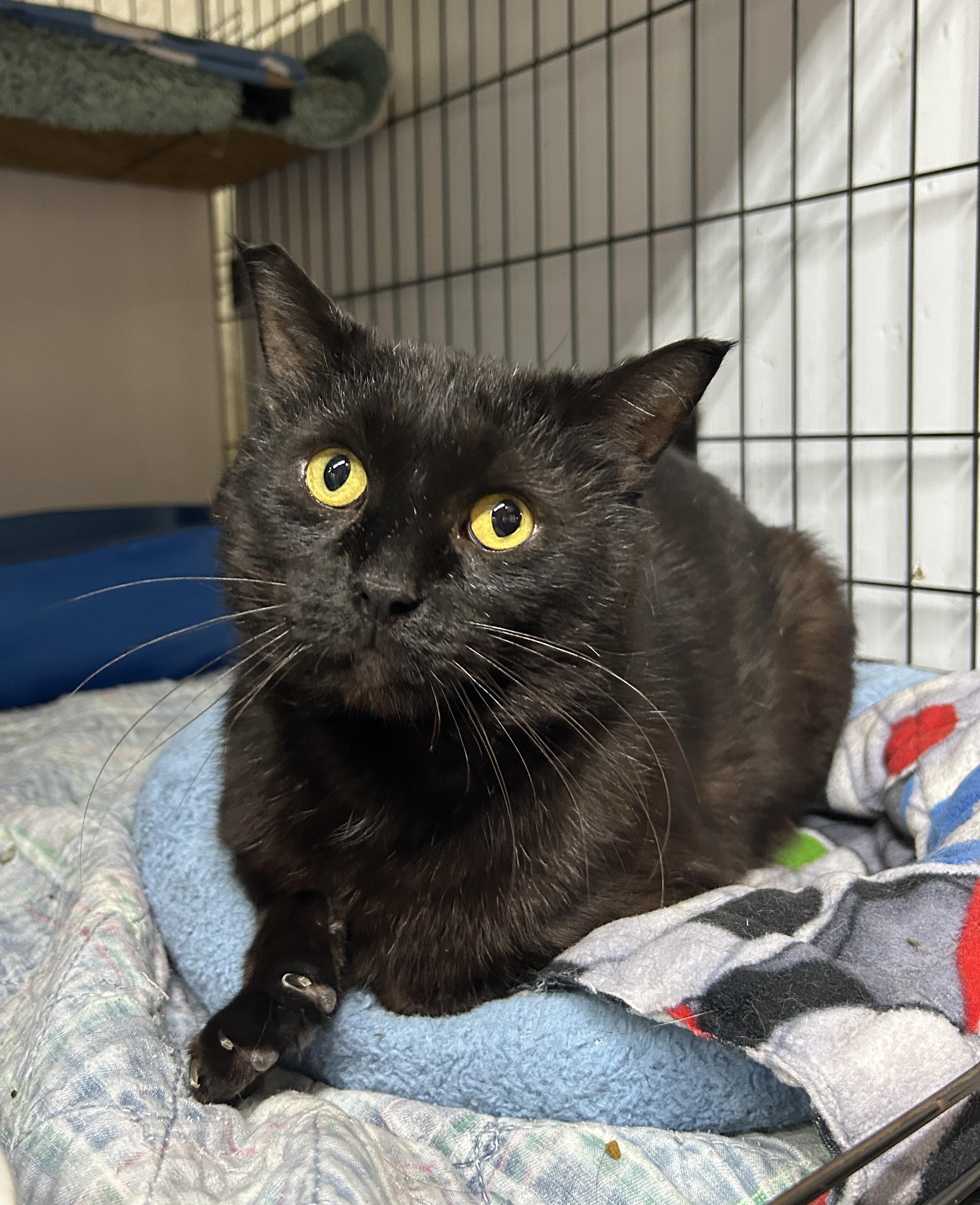Enlarge Oliver, a ADOPTABLE Domestic Short Hair in Avon, OH image 4/5