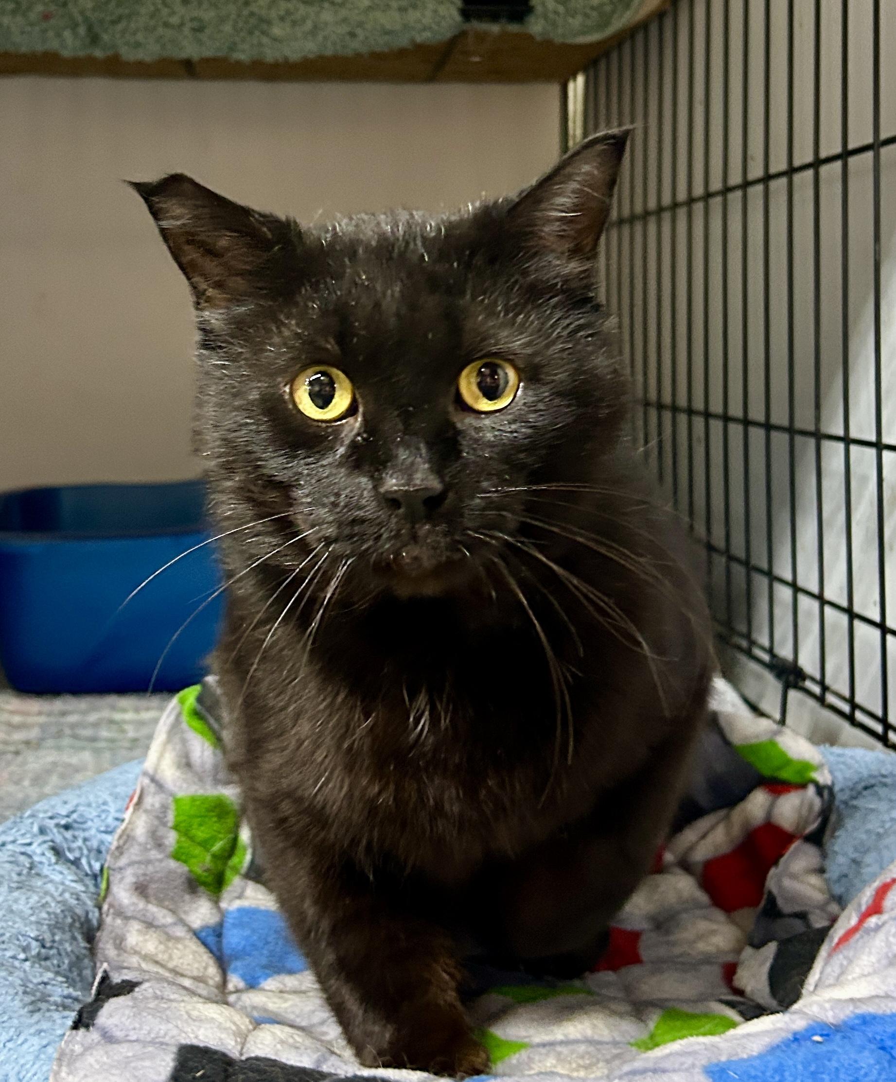 Enlarge Oliver, a ADOPTABLE Domestic Short Hair in Avon, OH image 3/5