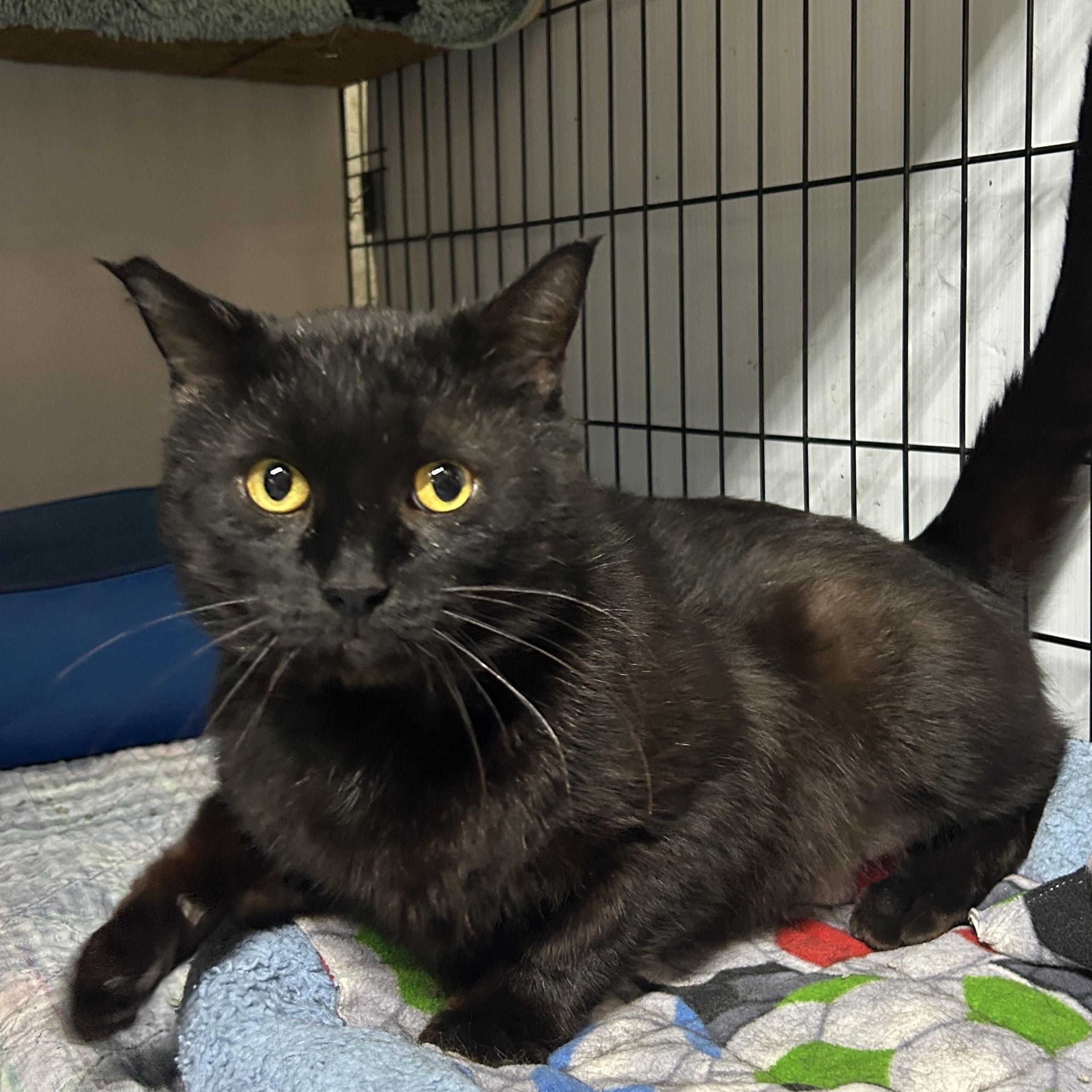 Oliver, ADOPTABLE, Adult Male Domestic Short Hair.