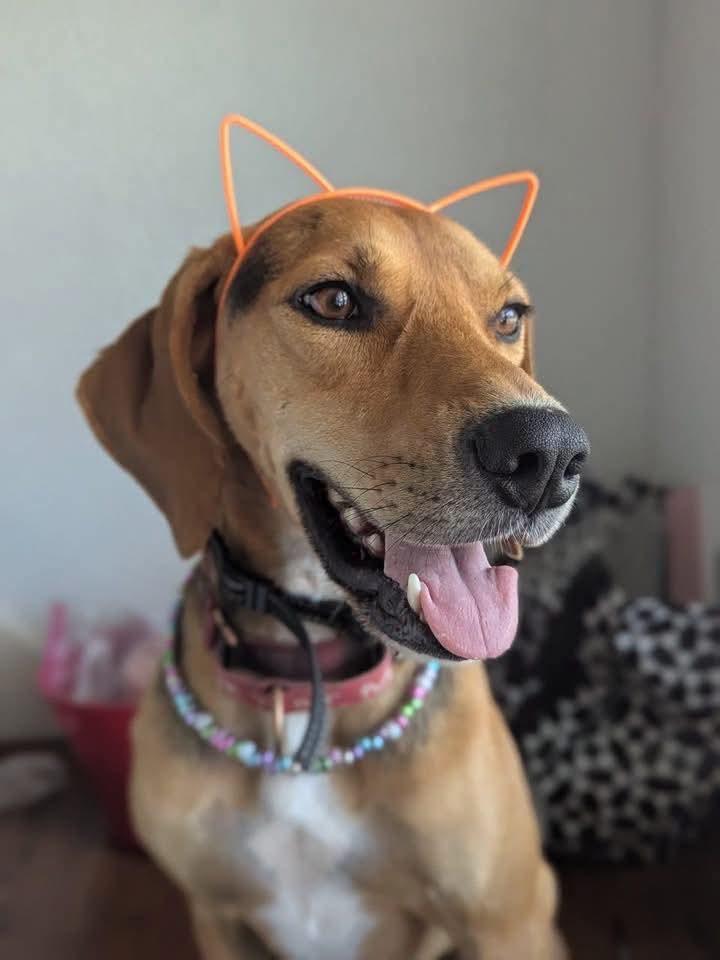 Otis, Adoptable, Adult Male Treeing Walker Coonhound.