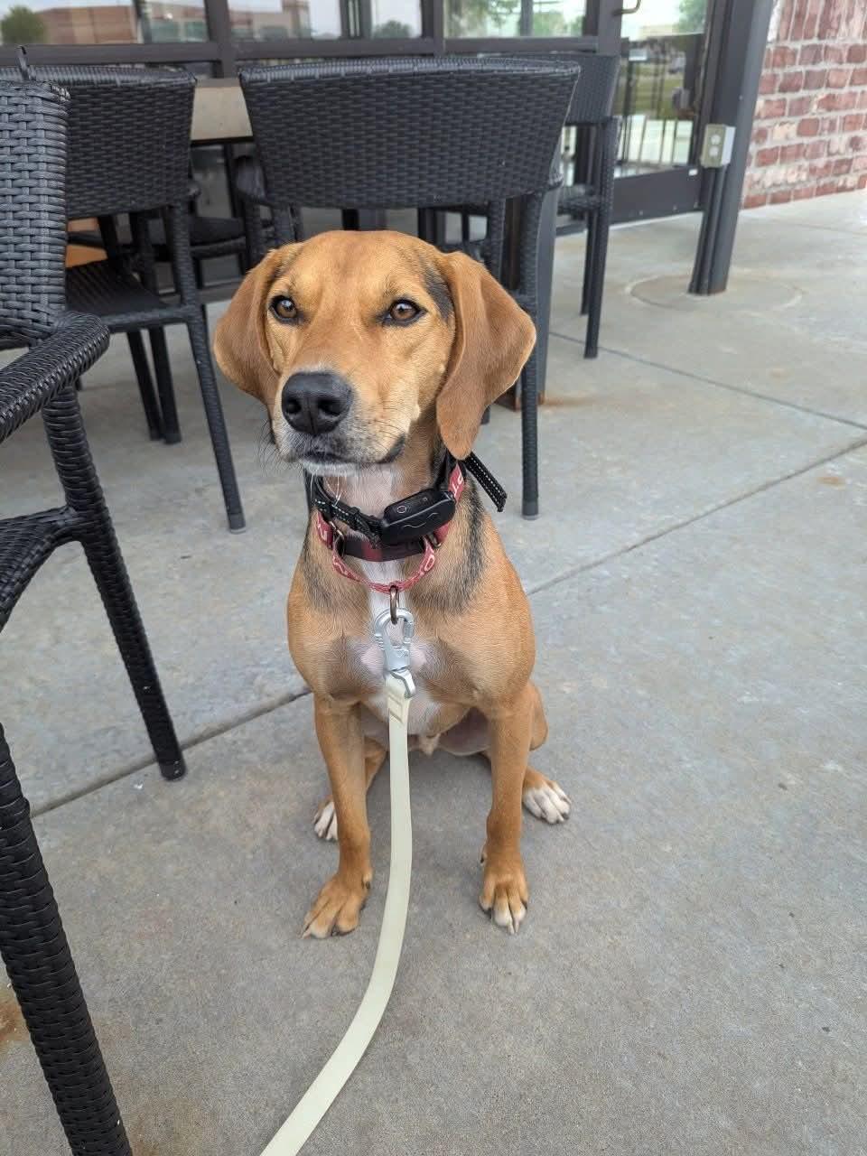 Enlarge Otis, a Adoptable Treeing Walker Coonhound in TULSA, OK image 2/6