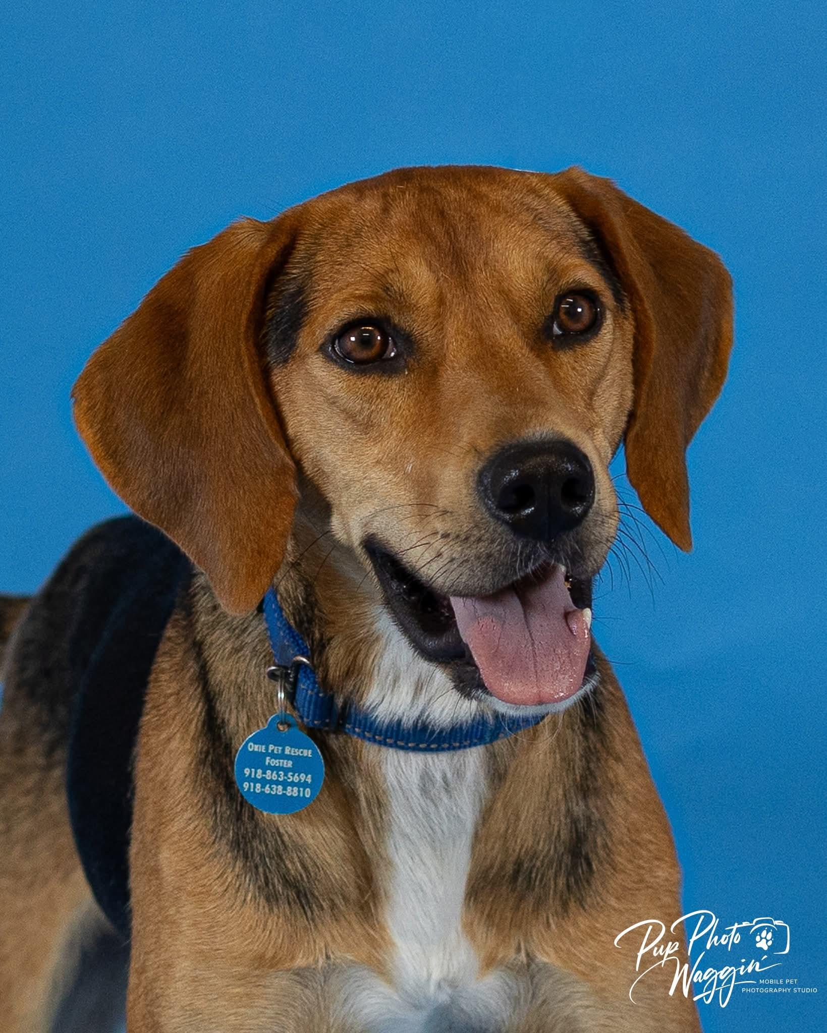 Enlarge Otis, a Adoptable Treeing Walker Coonhound in TULSA, OK image 3/6