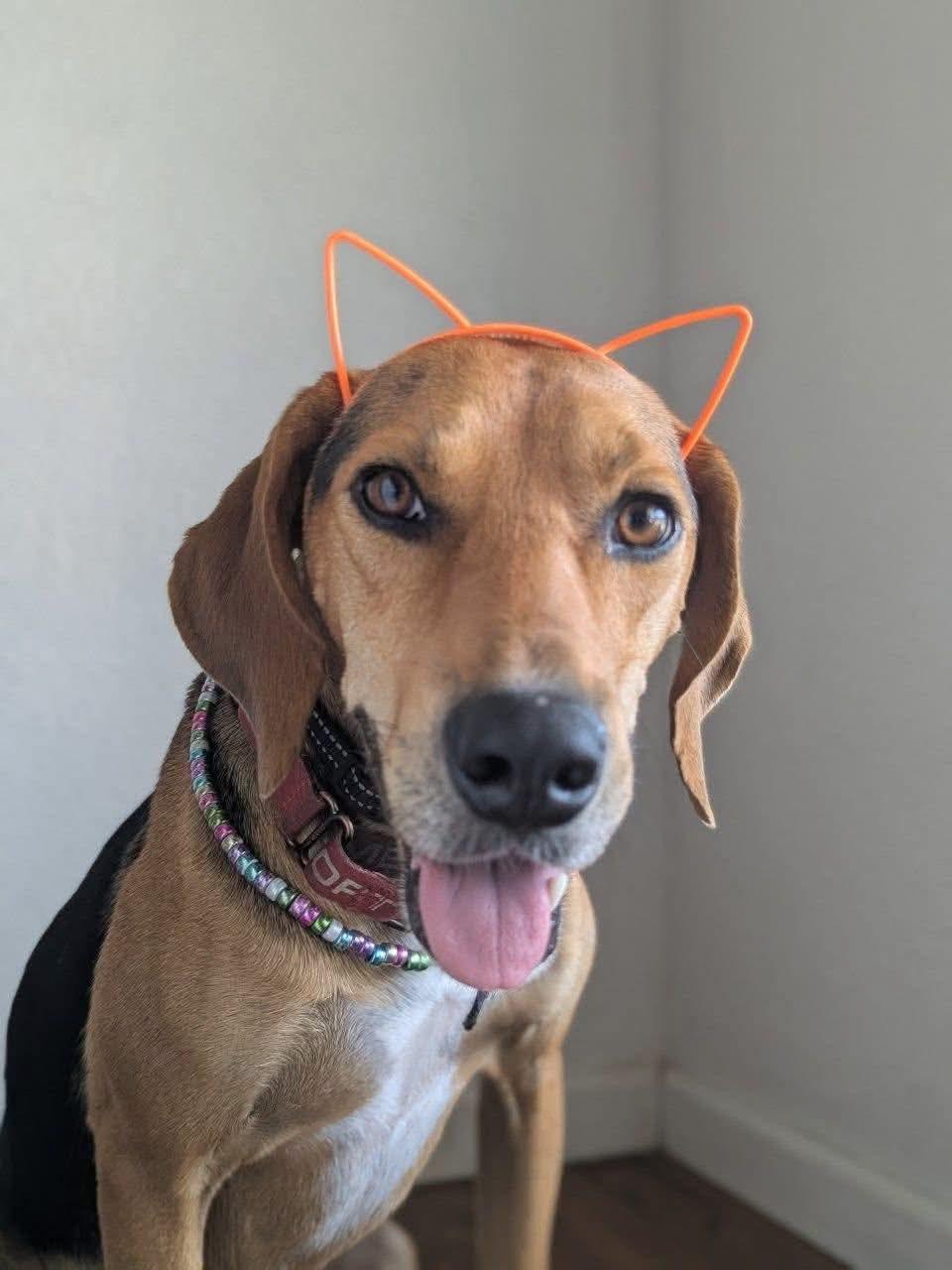 Enlarge Otis, a Adoptable Treeing Walker Coonhound in TULSA, OK image 4/6