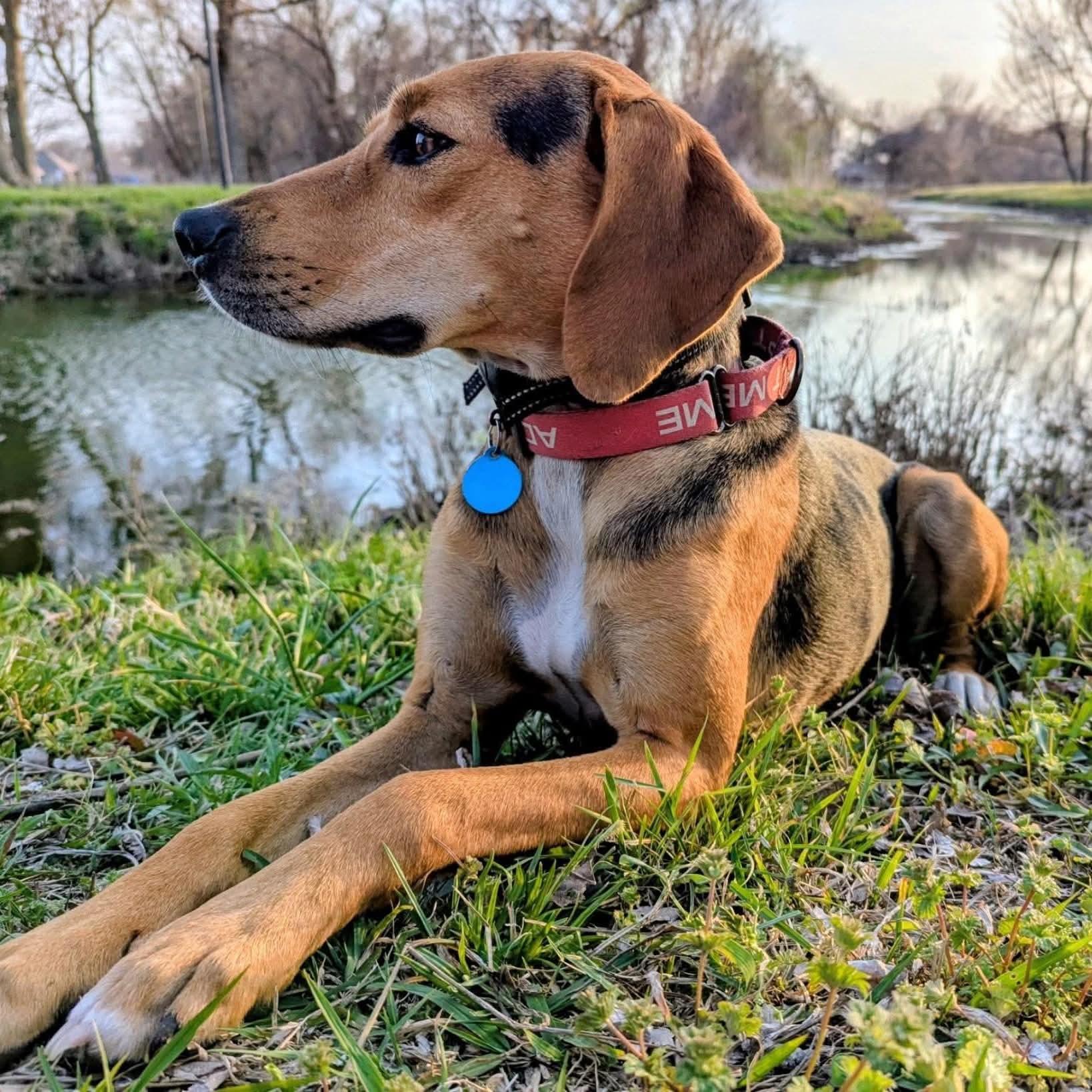 Enlarge Otis, a Adoptable Treeing Walker Coonhound in TULSA, OK image 5/6