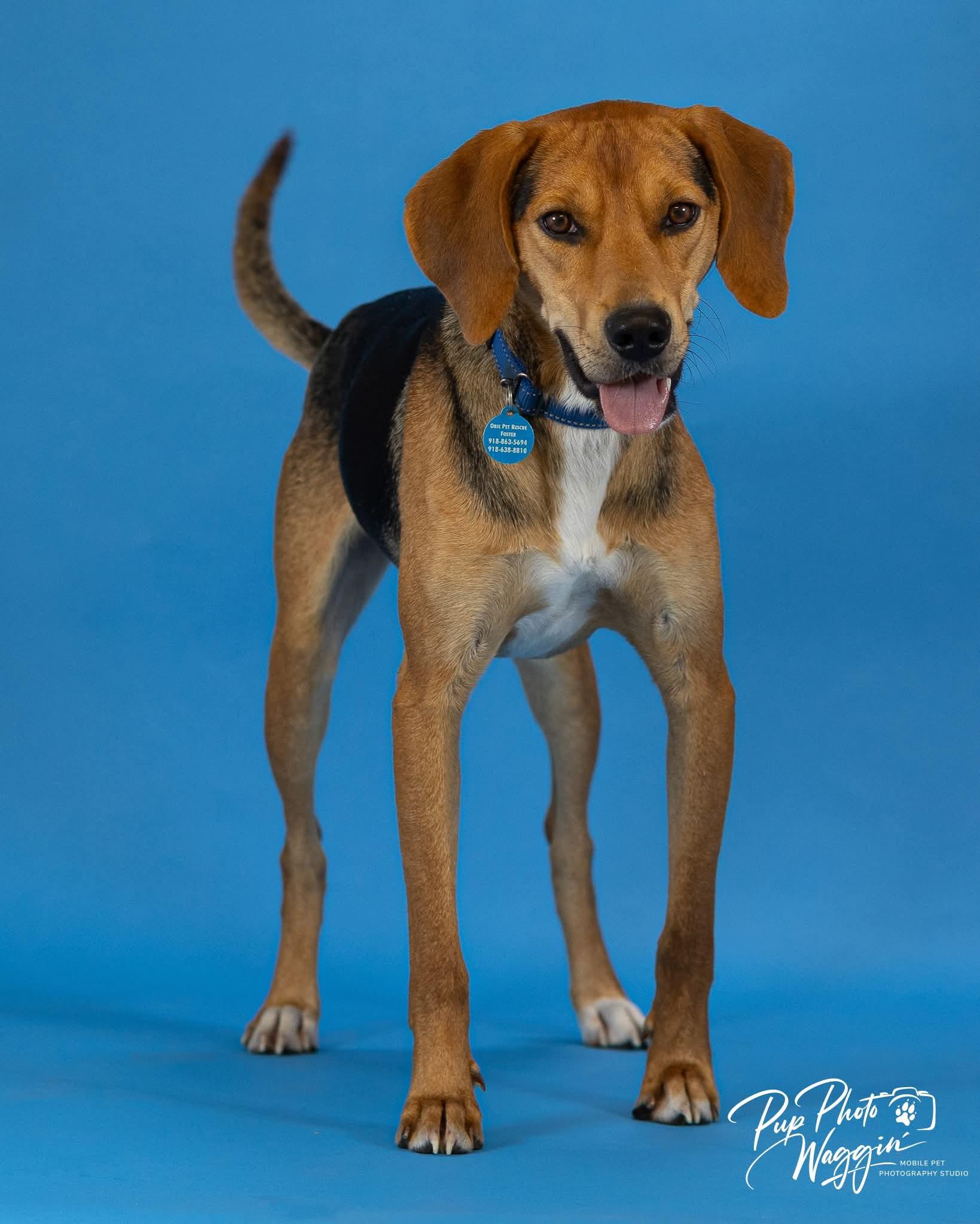 Enlarge Otis, a Adoptable Treeing Walker Coonhound in TULSA, OK image 6/6