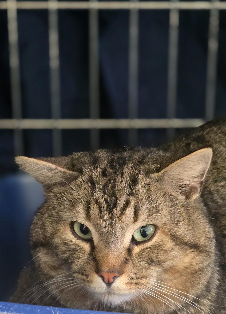Sid, Adoptable, Adult Male Domestic Short Hair.