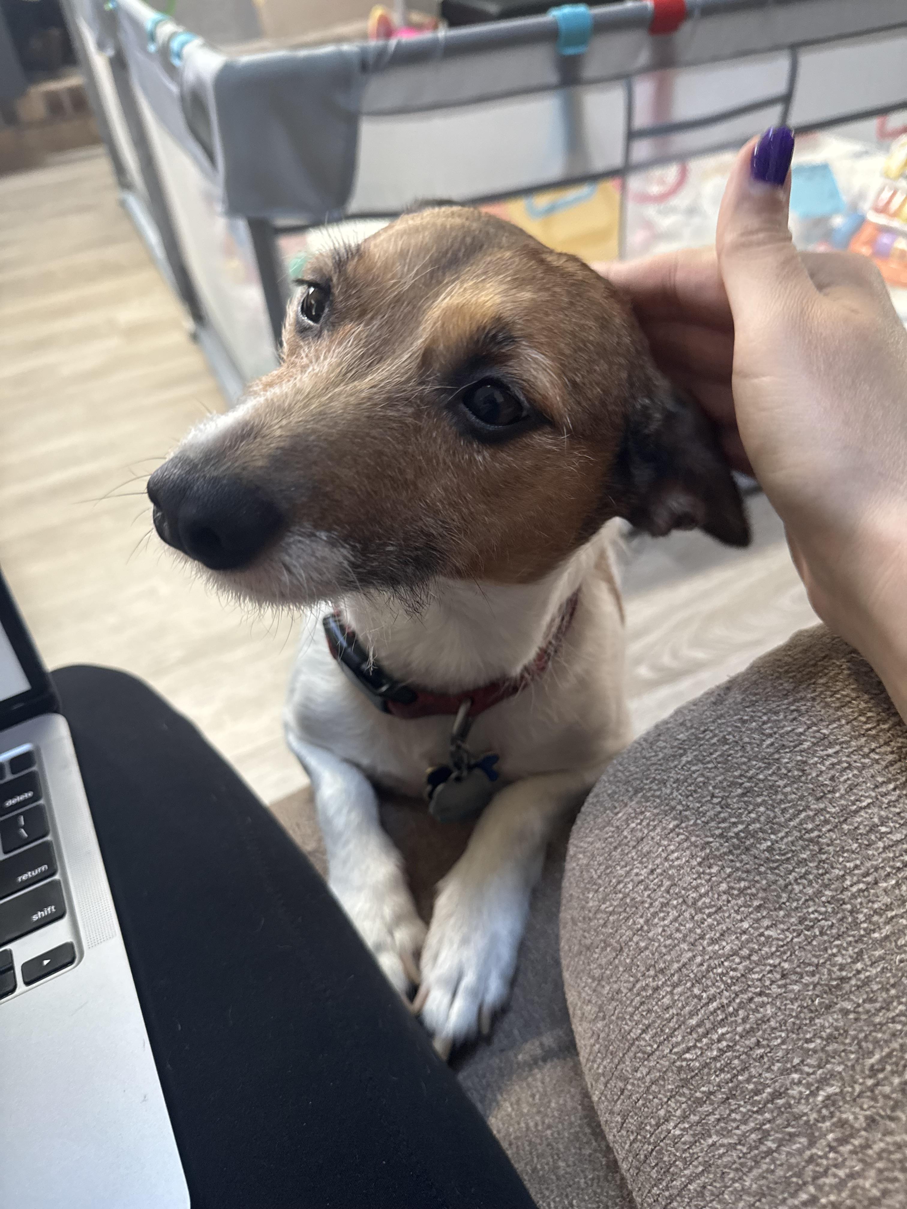 Enlarge Mando, a ADOPTABLE Jack Russell Terrier in Rochester, NY image 1/2