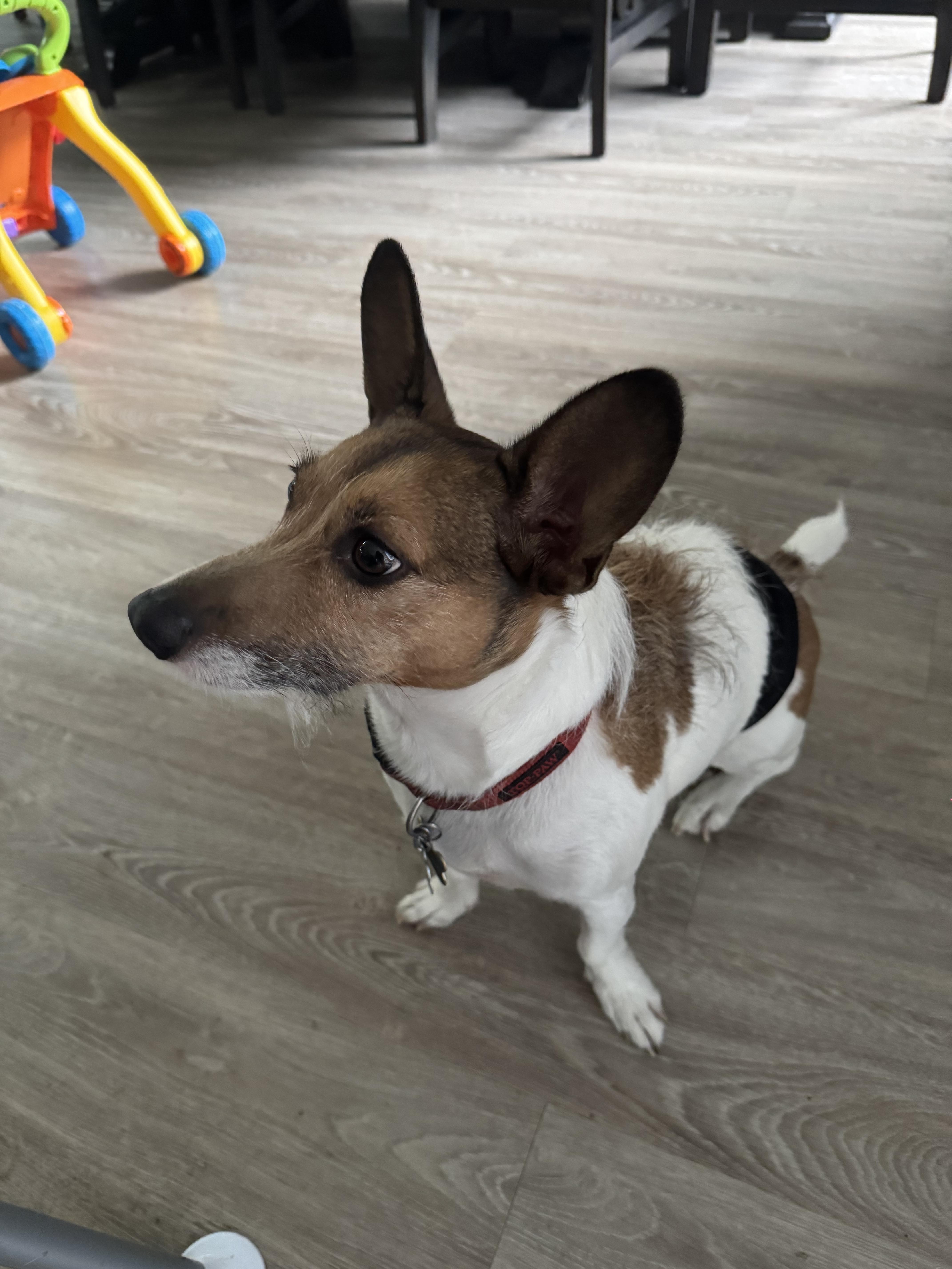 Enlarge Mando, a ADOPTABLE Jack Russell Terrier in Rochester, NY image 2/2