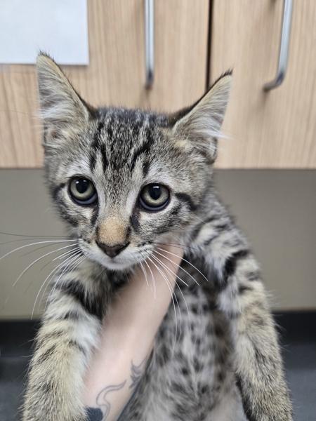 Omen, Adoptable, Kitten Male Domestic Short Hair.