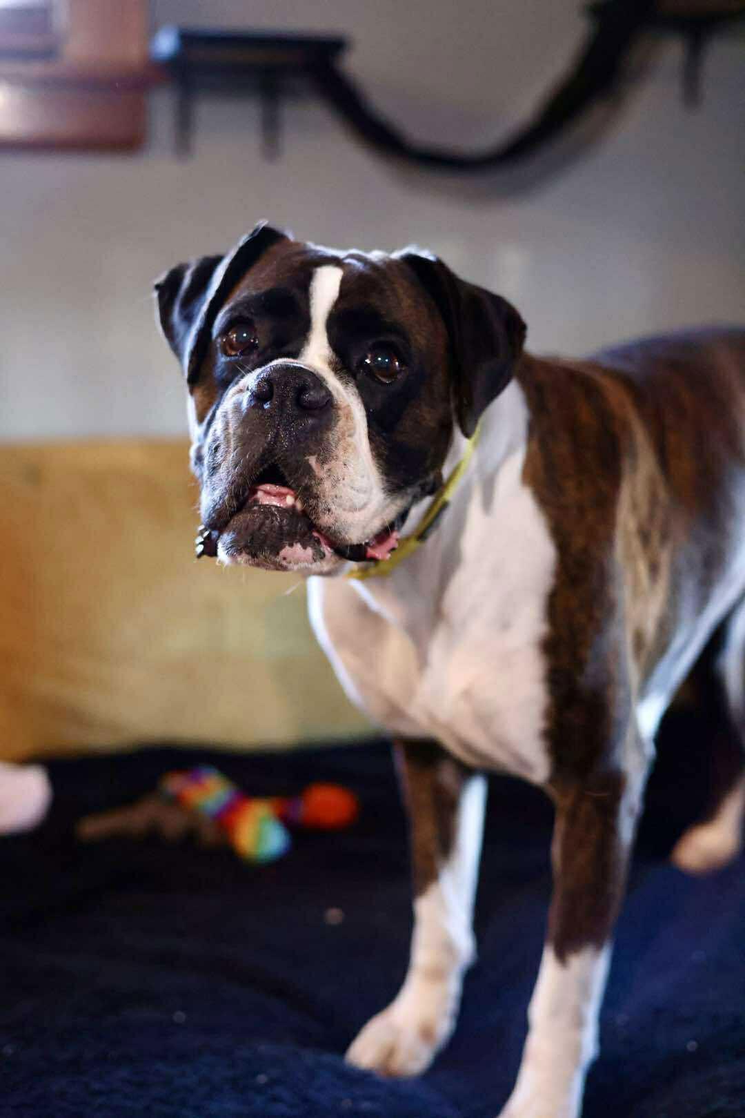 Diva, a Adoptable Boxer in Duluth, MN image 1/3