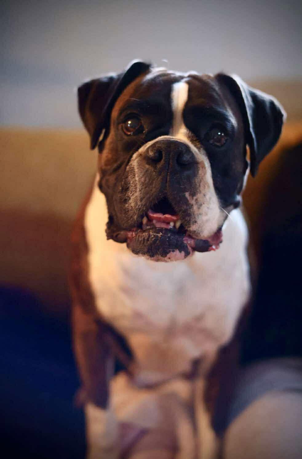Diva, a Adoptable Boxer in Duluth, MN image 2/3