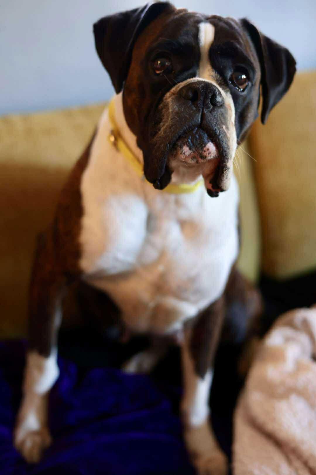 Diva, a Adoptable Boxer in Duluth, MN image 3/3