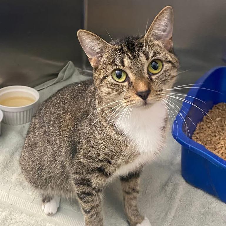 Enlarge Marisa, a Adoptable Tabby in Richland, MI image 1/4