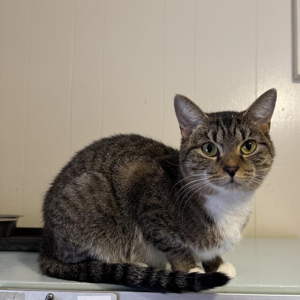 Enlarge Marisa, a Adoptable Tabby in Richland, MI image 2/4