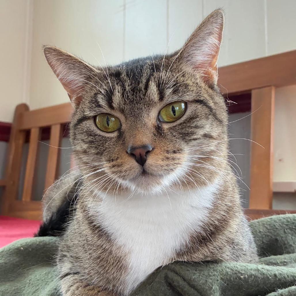 Enlarge Marisa, a Adoptable Tabby in Richland, MI image 3/4