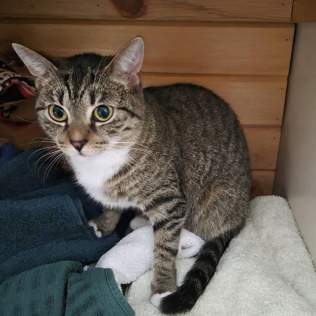 Enlarge Marisa, a Adoptable Tabby in Richland, MI image 4/4