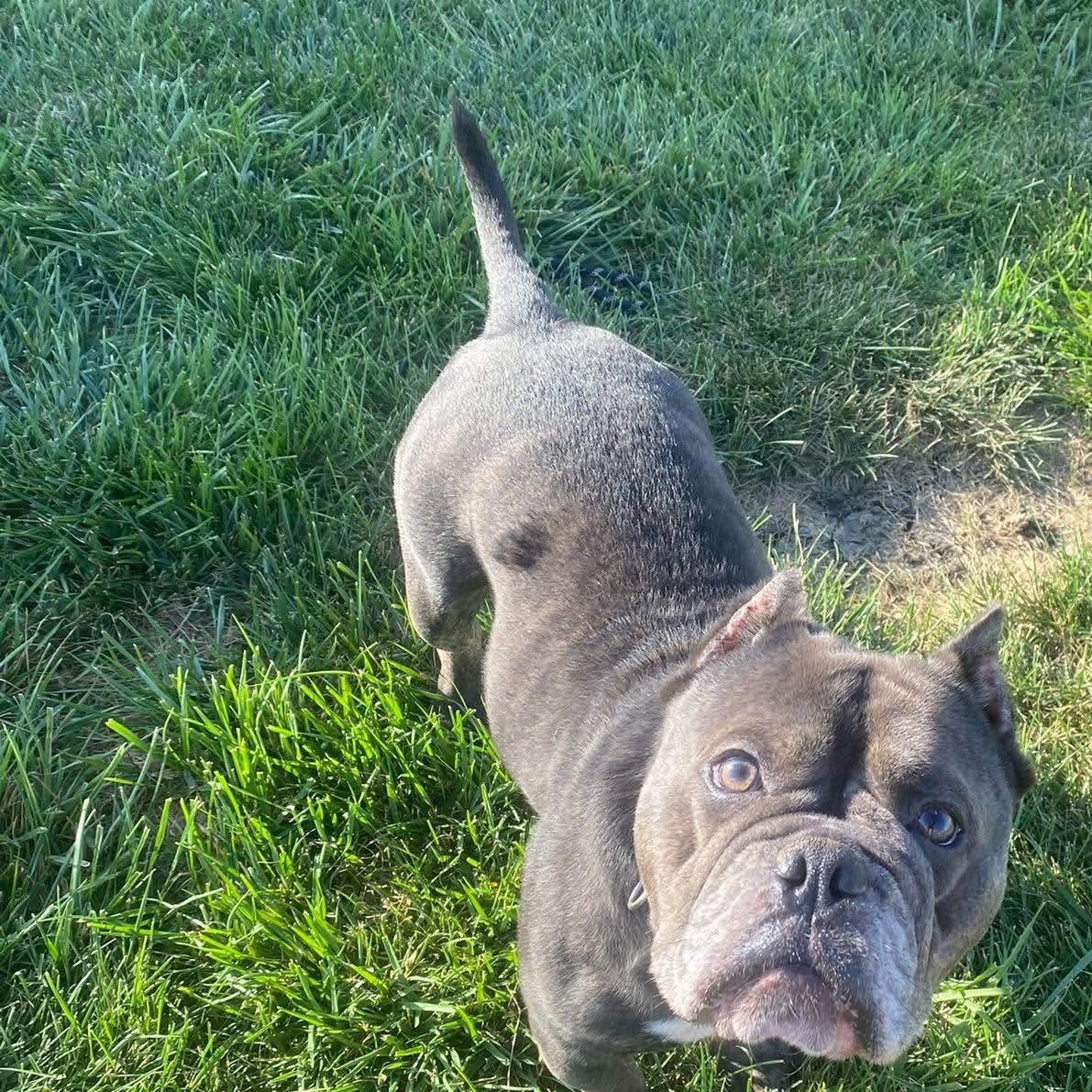 Enlarge Falafel, a Adopted mixed breed in Minooka, IL image 2/4
