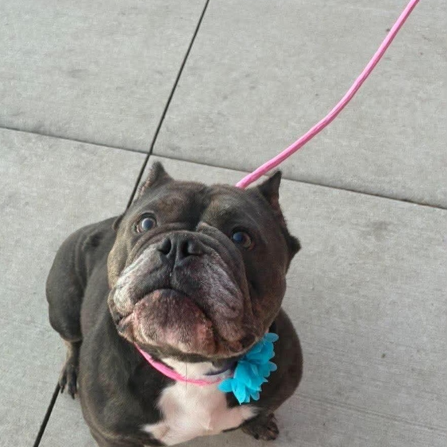 Enlarge Falafel, a Adopted mixed breed in Minooka, IL image 3/4