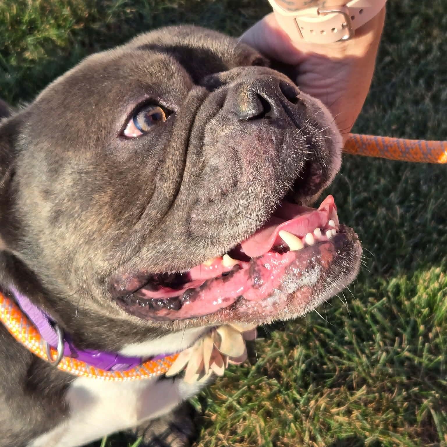 Falafel, Adopted, Young Female French Bulldog.