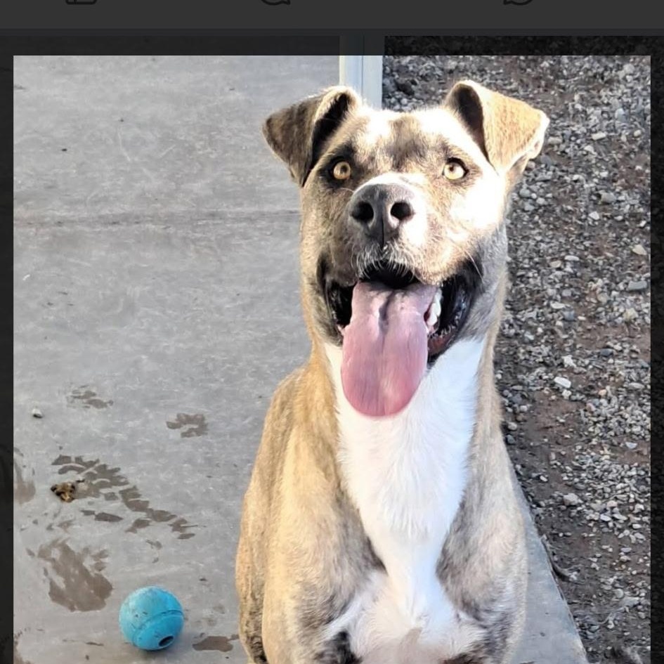Precious, an adoptable Pit Bull Terrier in Parker, AZ, 85344 | Photo Image 1