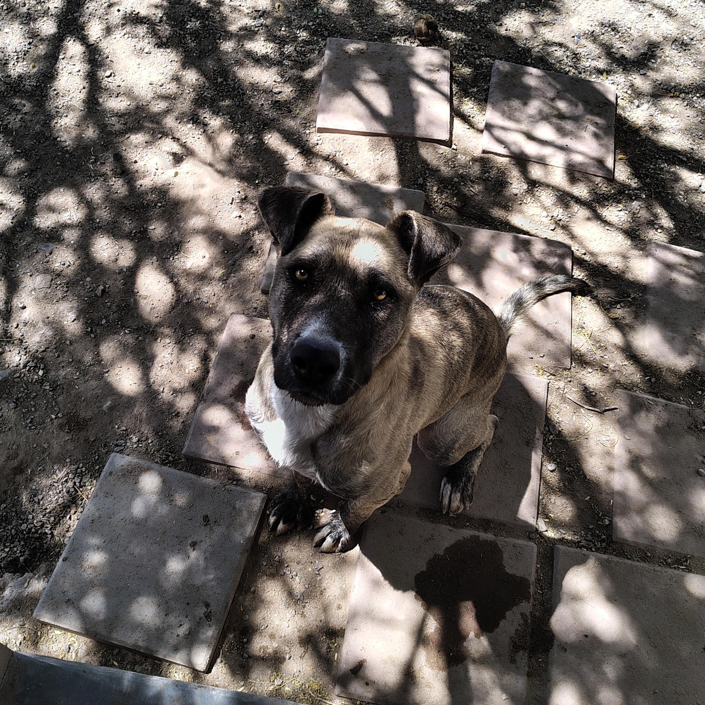 Enlarge Precious, a Adoptable mixed breed in Parker, AZ image 2/4