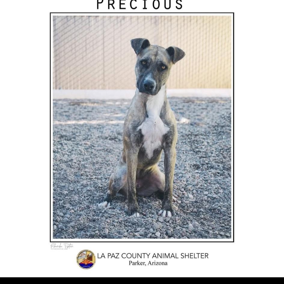 Enlarge Precious, a Adoptable mixed breed in Parker, AZ image 3/4