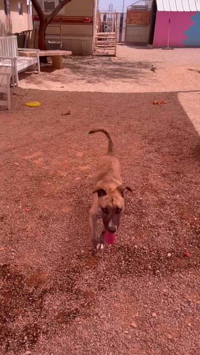 Enlarge Precious, a Adoptable mixed breed in Parker, AZ video 4/4