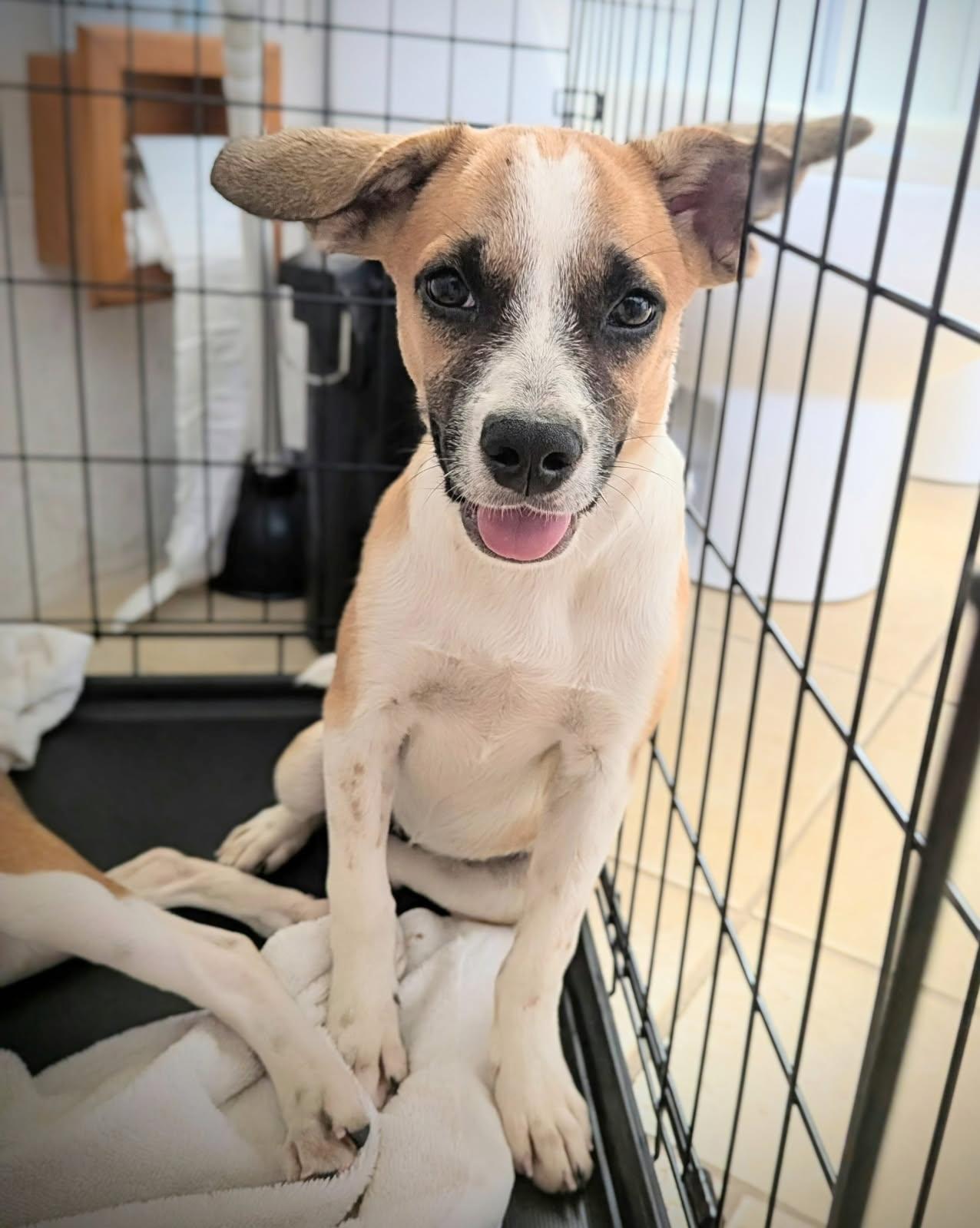 Enlarge Happy, a ADOPTABLE mixed breed in Glen Rock, NJ image 2/4