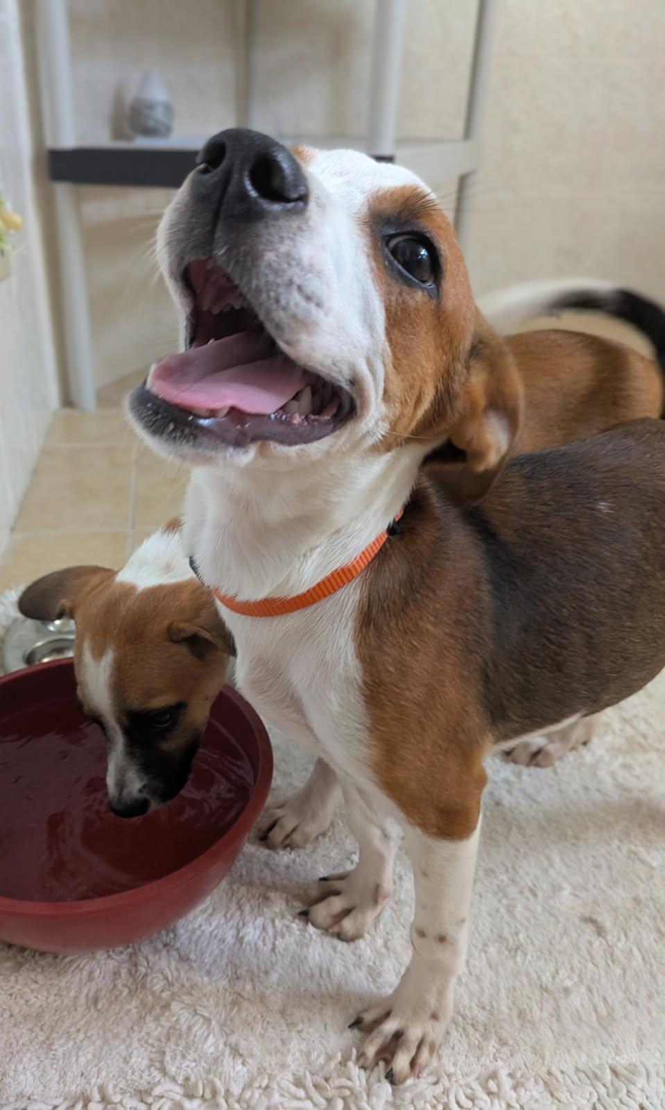 Enlarge Happy, a ADOPTABLE mixed breed in Glen Rock, NJ image 4/4