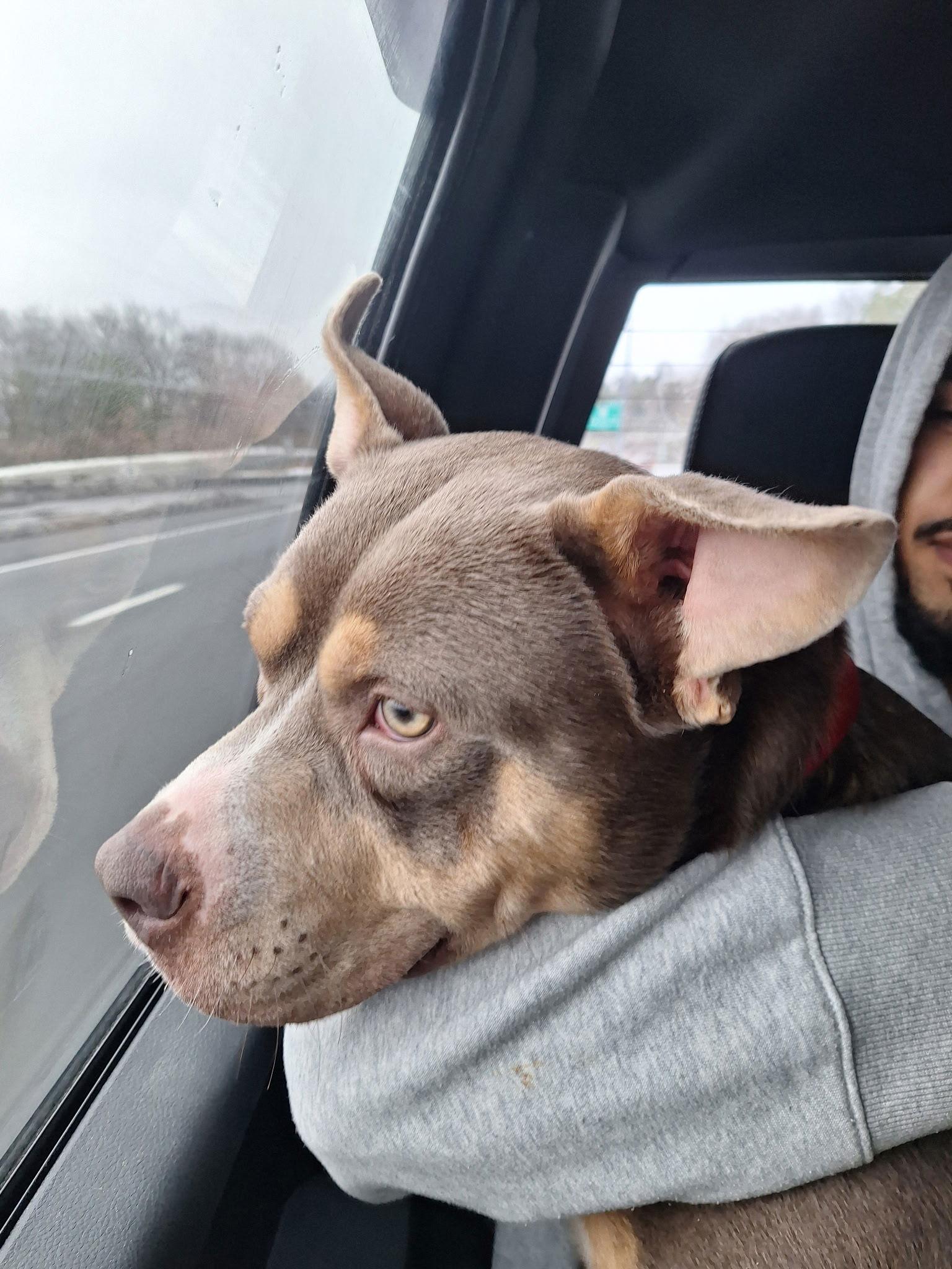 Rocco, Adoptable, Young Male Pit Bull Terrier.